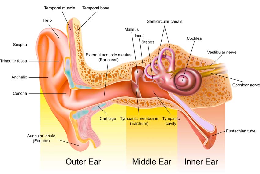 acupuncture hearing