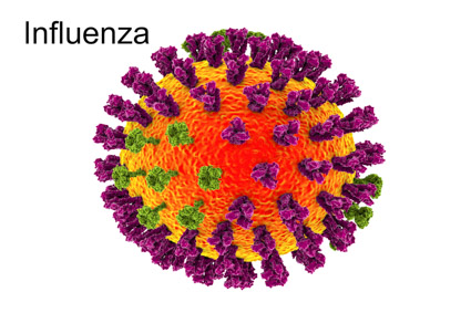 influenza lu11