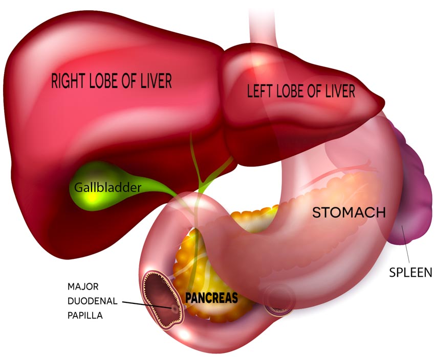 liver