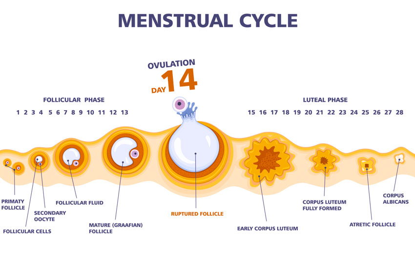 menstrual cycle