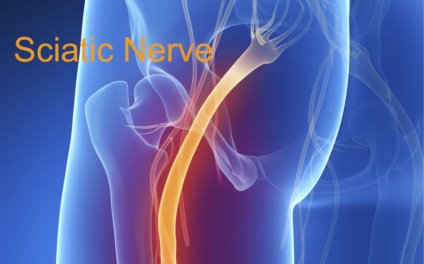 sciatic nerve