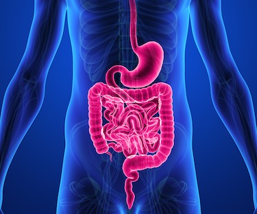 GI Tract