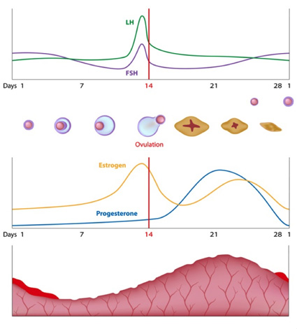 Menstrual cycle hormones are shown in this graph. 