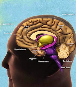  A special acupuncture point helps to regulate brain signals. 