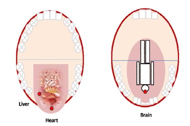 Tongue acupuncture points shown here are effective for treating depression and anxiety. 