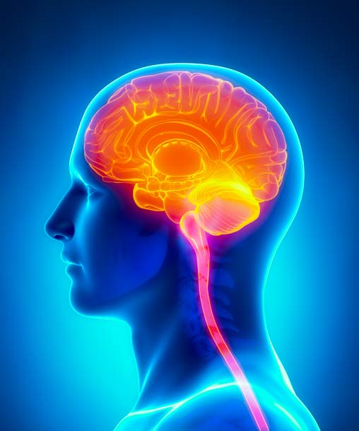 The human brain is affected by needling exteriorly.