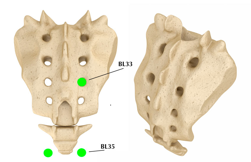 AcupointsBL35 BL33