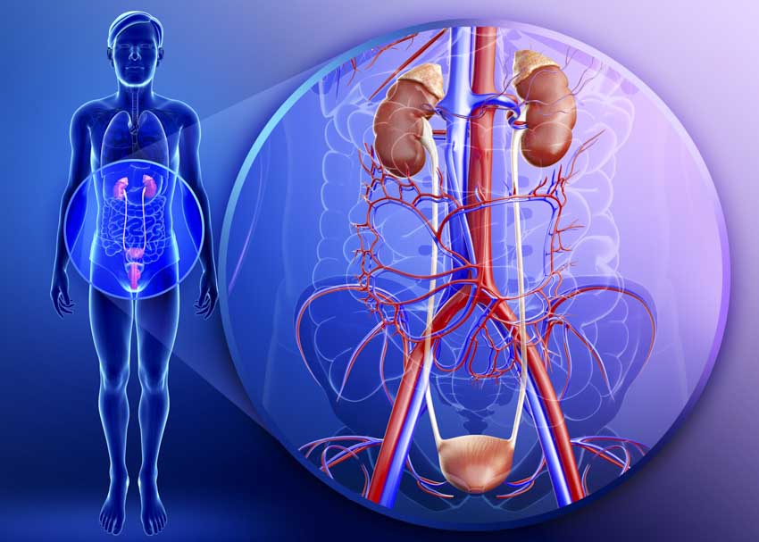 bladder artery